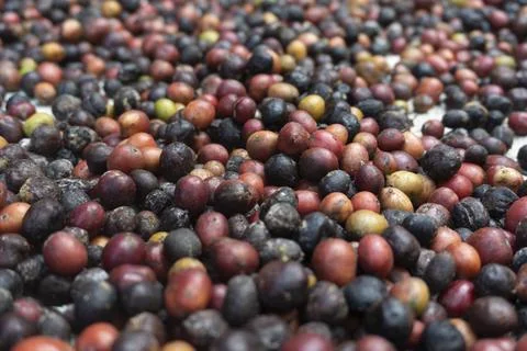Mixed Dried Coffee Cherries Texture Stock Photos