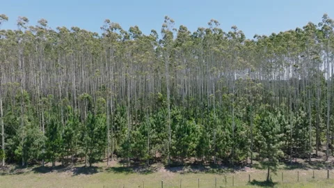 Mixed eucalyptus and pine plantation canopy, sideways aerial parallax - 4K60 Vídeos de archivo 328620188