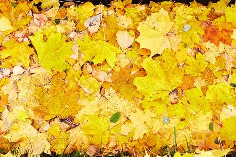 Mixed fallen yellow maple and birch leaves Stock Photos