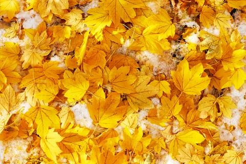 Mixed fallen yellow maple and birch leaves Stock Photos