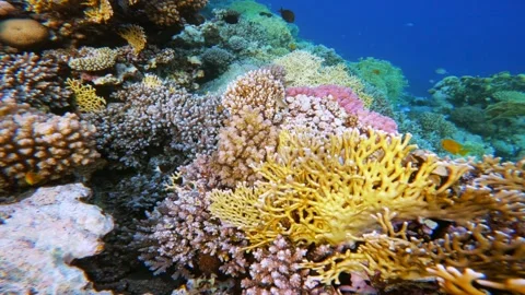 Mixed fire coral branches and many reef fish inside. Exploring beautiful Vidéo 340870813