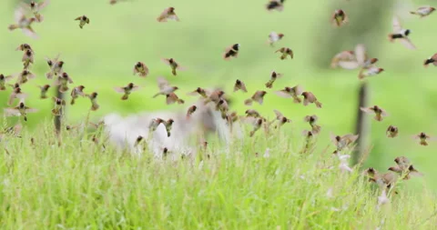 Mixed Flock of birds feeding over grass, munia, baya, Stock Footage