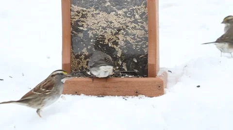 Mixed Flock Of Birds In Snow Stock Footage 56918822