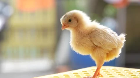 Mixed Flock Of Chickens And Ducks Foraging Together In Rural Farm 4K Stock Footage 322148088