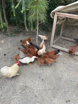 A Mixed Flock of Chickens in a Backyard Stock Photos