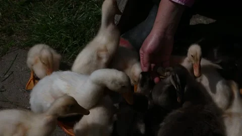 A mixed flock of ducklings are being hand fed, they are very excited Stock Footage 259867858