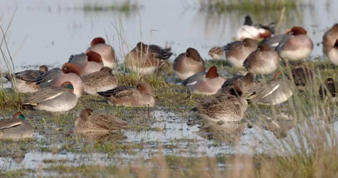 A mixed flock of ducks sleeping in the mid-winter sunshine. North Wales. Stock Footage 337170346