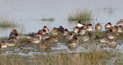 A mixed flock of ducks sleeping in the mid-winter sunshine. North Wales. Stock Footage 337172053