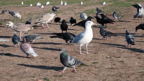 Mixed Flock of Pigeons, Crows and Seagulls Foraging in a Park Stock-Footage 347687023