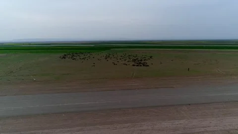 Mixed flock of sheep with different colored coats grazes, stock footage. Stock Footage 304934982
