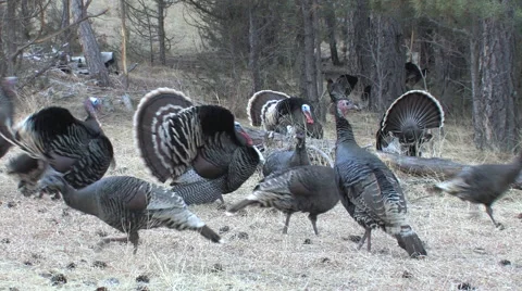 Mixed Flock of Turkeys With Gobblers Strutting - Good Calling Stock Footage 49102555
