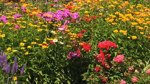 Mixed flower bed Stock Footage 55809651