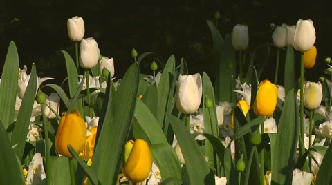 Mixed flowers Stock Footage 4994454