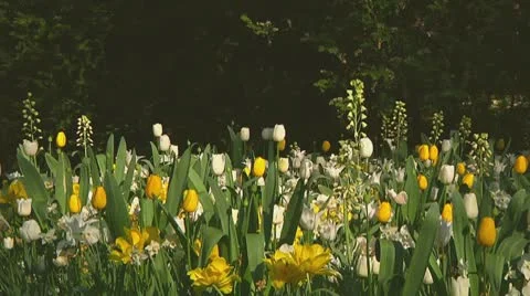 Mixed flowers Stock Footage 10743559