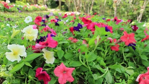 Mixed flowers Stock Footage 208237690