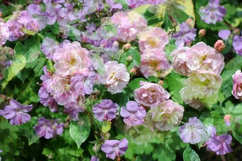 Mixed flowers Foto stock