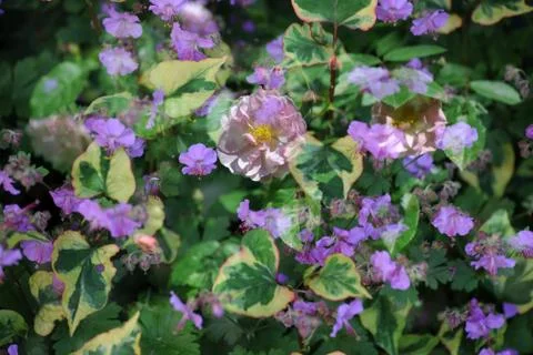 Mixed flowers Stock Photos