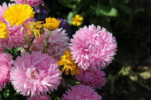 Mixed Flowers Photos