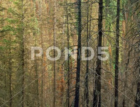 Mixed forest in the Absaroka-Beartooth Wilderness, Montana Stock Photos