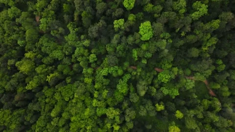 Mixed Forest. Aerial Top View from Above Stock Footage 156963772