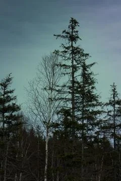 Mixed forest after winter - high spruces and birch trees Stock Photos
