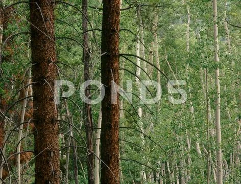 Mixed forest along Difficult Creek Trail, Collegiate Peaks Wilderness, Colorado Stock Photos