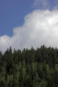 Mixed forest and clouds in the sky in the Ukrainian Carpathians Stock Photos