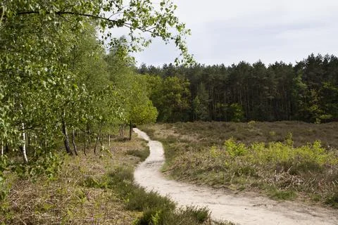 Mixed forest and path stretching into the distance, young green foliage, sun Stock Photos
