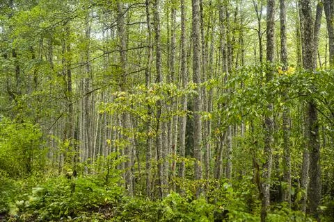 Mixed forest artistic background. Abstract colorful forest with green leaves. Stock Photos
