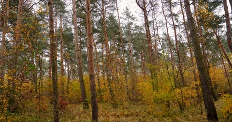 Mixed Forest In Autumn Stock Footage 82586502