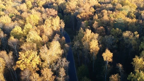Mixed forest in autumn Stock Footage 96826721