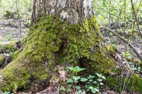 In a mixed forest, the base of a birch tree is covered with thick moss. Stock Photos