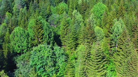 Mixed forest canopy fills elevated aerial view across Svaneti near Mazeri Stock Footage 343536409