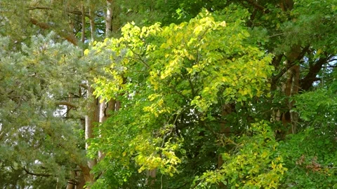 Mixed forest canopy with yellowing deciduous crown against pine branches under s Stock Footage 345486972