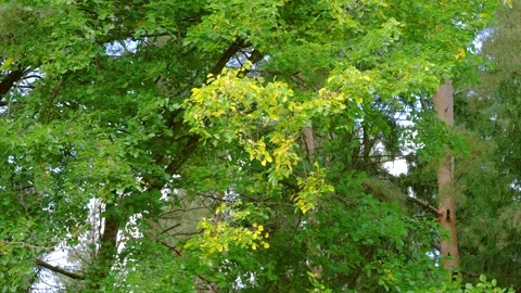 Mixed forest canopy with yellowing leaf cluster during seasonal color shift unde Stock Footage 345486958
