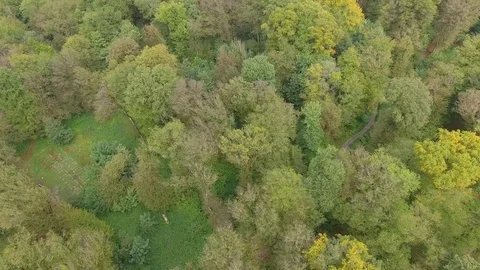 Mixed forest captured by drone in summer Stock Footage 126435786
