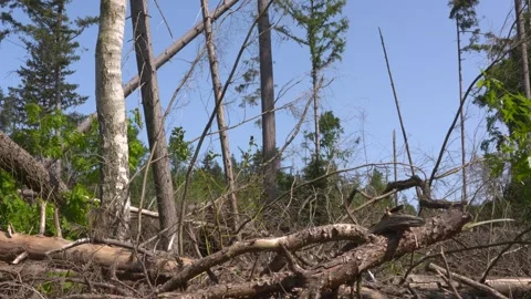 Mixed forest - chaos fallen trees, bleached + rejuvenation Stock-Footage 242700104