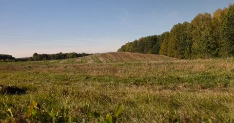 Mixed forest during fall foliage, an autumn landscape in a field with trees in a Stock Footage 316391652