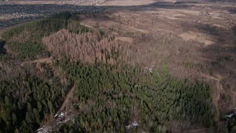 Mixed Forest in Early Spring Aerial View 動画素材 313810572