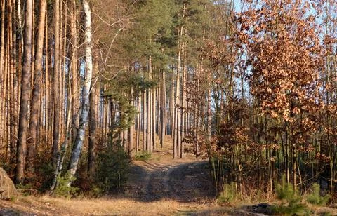 Mixed Forest in Early Spring with Evergreen and Bare Deciduous Trees Stock Photos