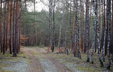Mixed Forest in Early Spring with Evergreen and Bare Deciduous Trees Stock Photos