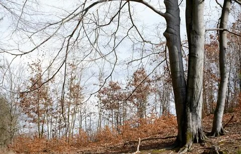 Mixed Forest in Early Spring with Evergreen and Bare Deciduous Trees Stock Photos