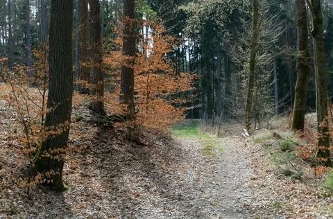 Mixed Forest in Early Spring with Evergreen and Bare Deciduous Trees Stock Photos