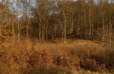 Mixed Forest in Early Spring with Evergreen and Bare Deciduous Trees Stock Photos