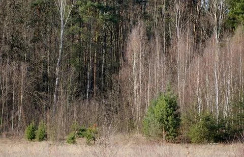Mixed Forest in Early Spring with Evergreen and Bare Deciduous Trees Stock Photos