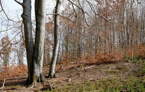 Mixed Forest in Early Spring with Evergreen and Bare Deciduous Trees Stock Photos