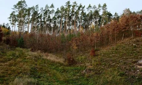 Mixed Forest in Early Spring with Evergreen and Bare Deciduous Trees Stock Photos