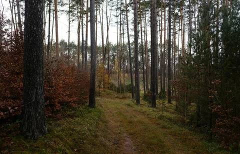 Mixed Forest in Early Spring with Evergreen and Bare Deciduous Trees Stock Photos