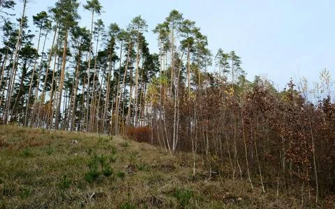 Mixed Forest in Early Spring with Evergreen and Bare Deciduous Trees Stock Photos