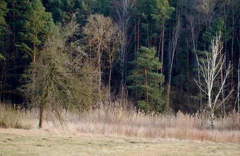 Mixed Forest in Early Spring with Evergreen and Bare Deciduous Trees Stock Photos